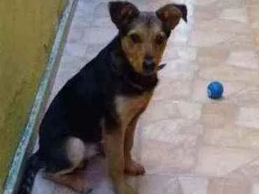 Cachorro raça Parece pastor capa preta idade 2 a 6 meses nome Dick
