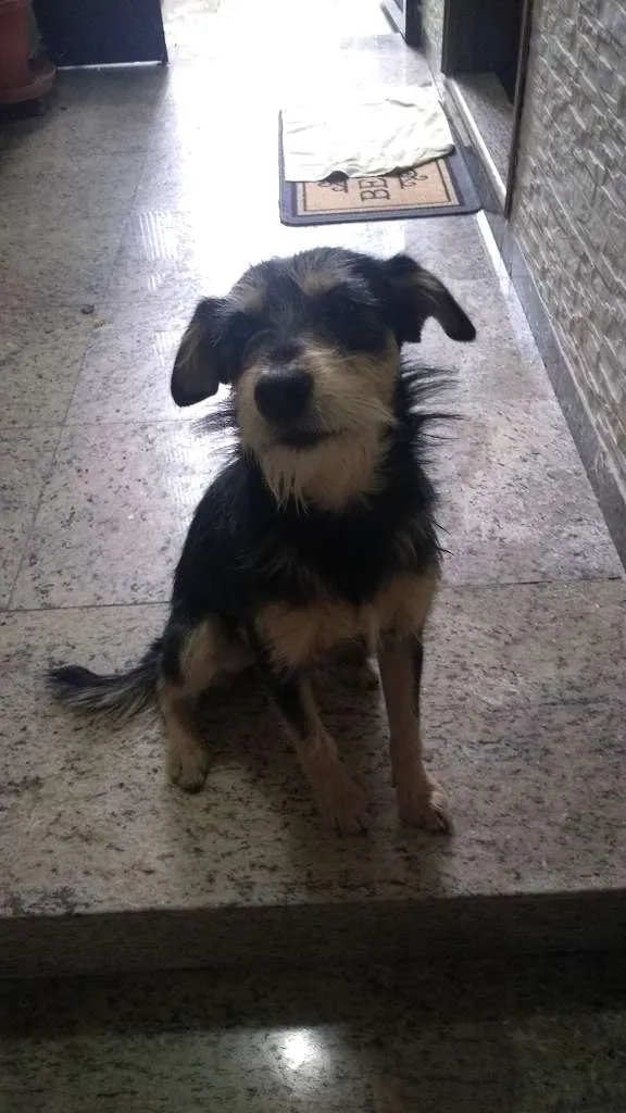 Cachorro ra a SRD-ViraLata idade 7 a 11 meses nome Duque Augusto