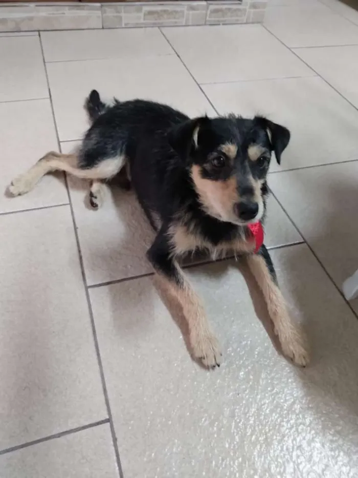 Cachorro ra a SRD-ViraLata idade 7 a 11 meses nome Duque Augusto
