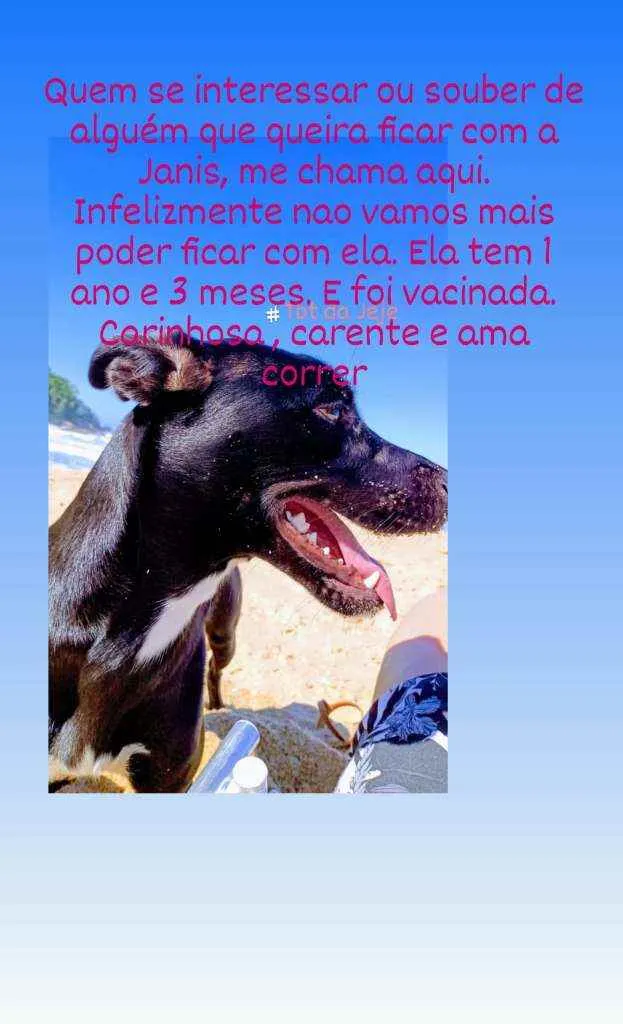 Cachorro ra a Vira lata  idade 1 ano nome Janis