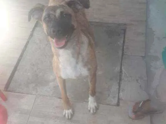 Cachorro ra a Srd idade 2 anos nome Estrela 