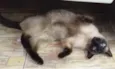 Pietra 