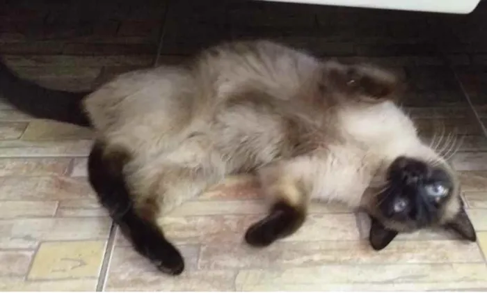 Gato ra a Siamesa  idade 2 anos nome Pietra 