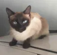 Pietra 