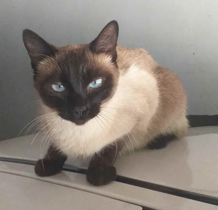 Gato ra a Siamesa  idade 2 anos nome Pietra 