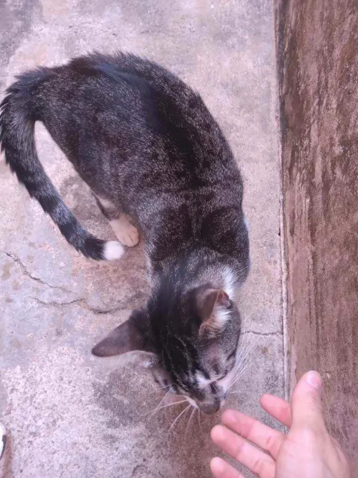 Gato ra a Nao identificado idade 7 a 11 meses nome TICA