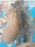 Gatinhos