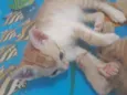 Gatinhos