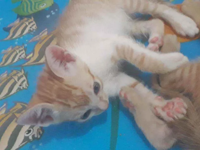 Gato ra a Srd idade Abaixo de 2 meses nome Gatinhos