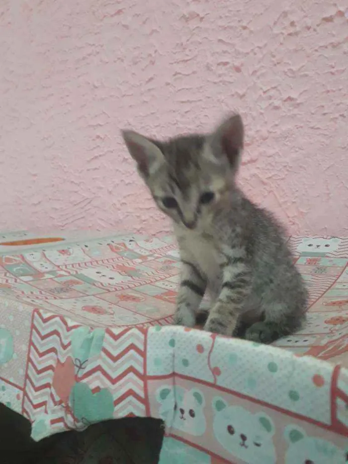 Gato ra a Srd idade Abaixo de 2 meses nome Gatinhos