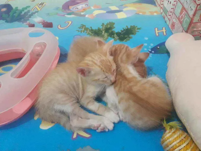 Gato ra a Srd idade Abaixo de 2 meses nome Gatinhos