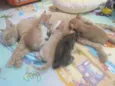 Gatinhos