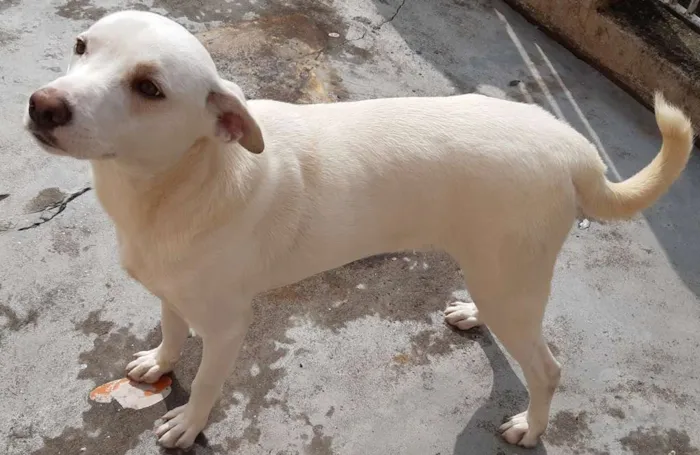 Cachorro ra a SRD-ViraLata idade 1 ano nome Spyke