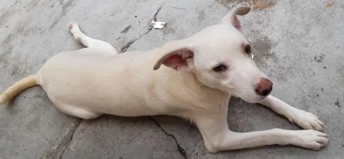 Cachorro ra a SRD-ViraLata idade 1 ano nome Spyke
