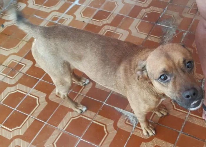 Cachorro ra a SRD-ViraLata idade 3 anos nome Bruce