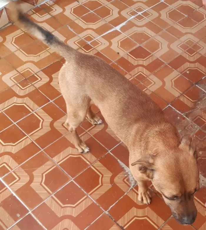 Cachorro ra a SRD-ViraLata idade 3 anos nome Bruce