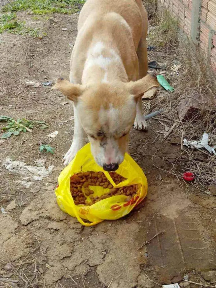 Cachorro ra a Pitbul com raça ñ definida idade 1 ano nome Mimoso