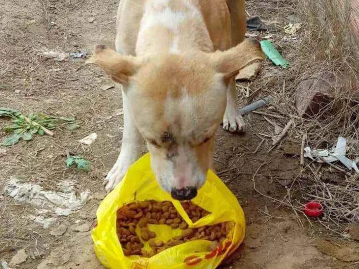 Cachorro ra a Pitbul com raça ñ definida idade 1 ano nome Mimoso