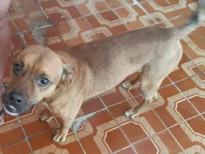 Cachorro raça SRD-ViraLata idade 3 anos nome Bruce