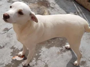 Cachorro raça SRD-ViraLata idade 1 ano nome Spyke
