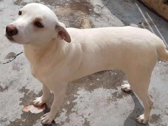 Cachorro ra a SRD-ViraLata idade 1 ano nome Spyke