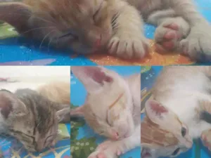 Gato raça Srd idade Abaixo de 2 meses nome Gatinhos