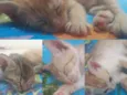 Gatinhos