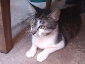 Gato raça Nao identificado idade 7 a 11 meses nome TICA