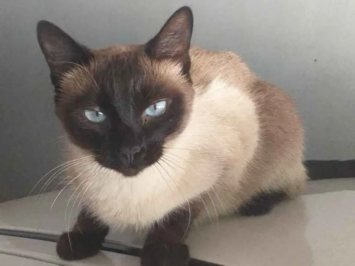Gato ra a Siamesa  idade 2 anos nome Pietra 