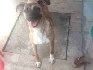 Cachorro raça Srd idade 2 anos nome Estrela 