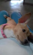 Mel