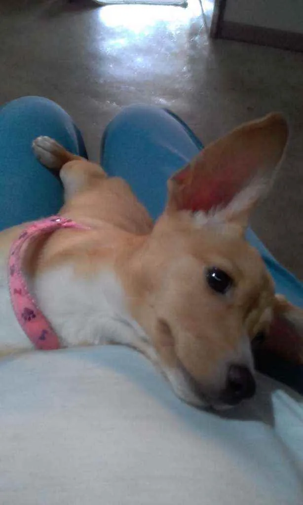 Cachorro ra a Mistura de Pincher/Vira lata idade 1 ano nome Mel