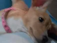Mel