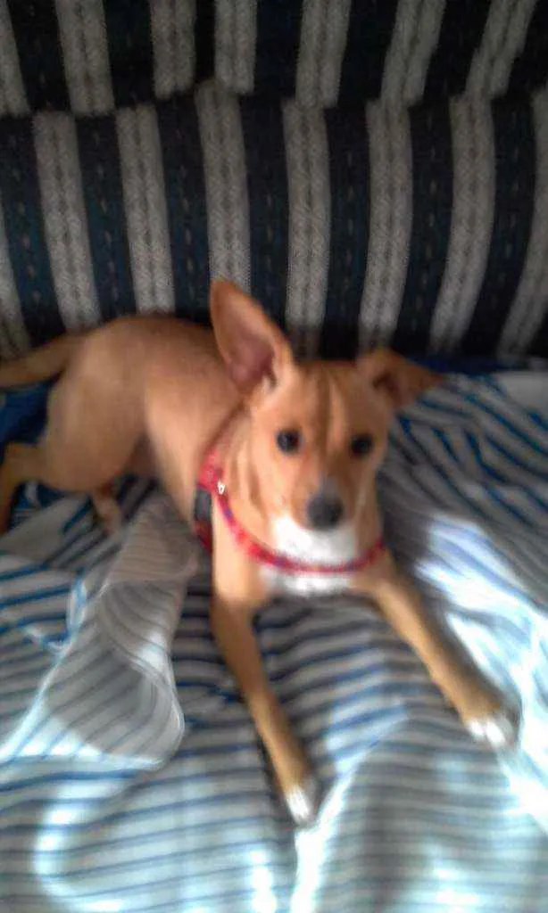Cachorro ra a Mistura de Pincher/Vira lata idade 1 ano nome Mel