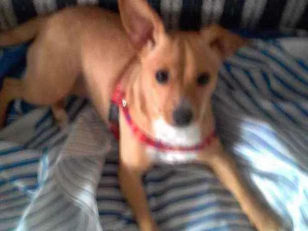 Cachorro ra a Mistura de Pincher/Vira lata idade 1 ano nome Mel