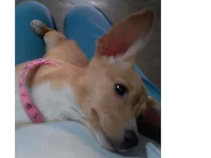 Cachorro raça Mistura de Pincher/Vira lata idade 1 ano nome Mel