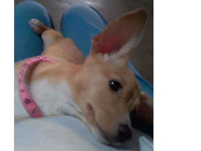 Cachorro ra a Mistura de Pincher/Vira lata idade 1 ano nome Mel