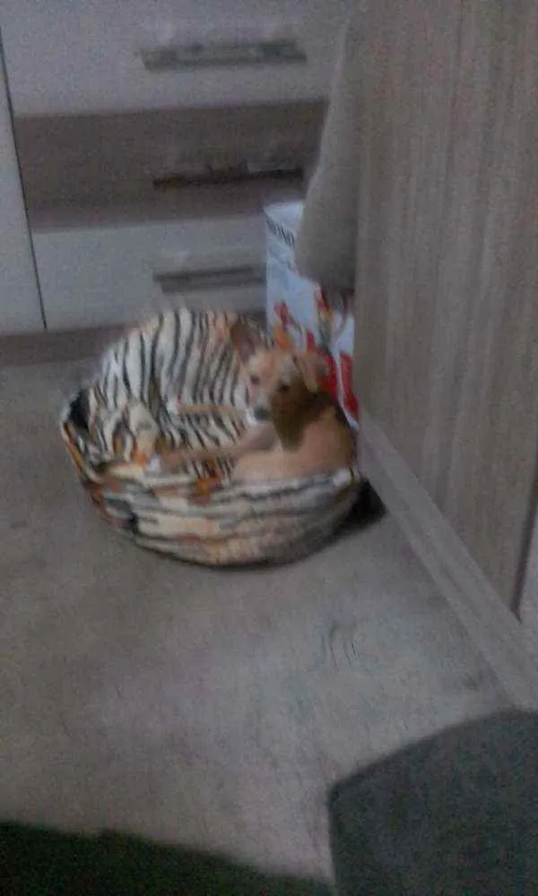 Cachorro ra a Mistura de Pincher/Vira lata idade 1 ano nome Mel