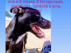 Cachorro raça Vira lata  idade 1 ano nome Janis