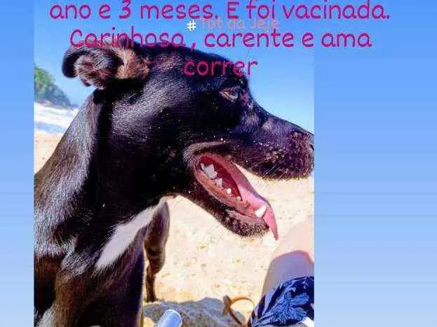 Cachorro ra a Vira lata  idade 1 ano nome Janis