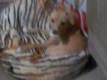 Cachorro ra a Mistura de Pincher/Vira lata idade 1 ano nome Mel