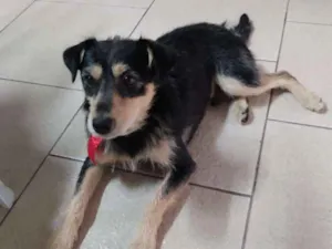 Cachorro raça SRD-ViraLata idade 7 a 11 meses nome Duque Augusto