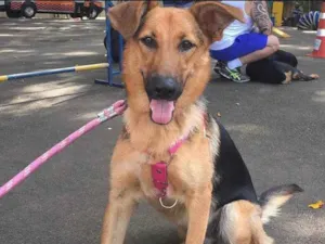 Cachorro raça Vira lata idade 3 anos nome Moana 