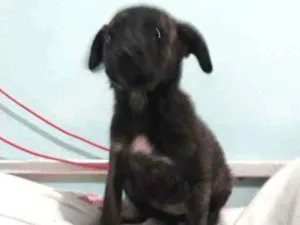 Cachorro raça Indefinida  idade 2 a 6 meses nome Neguinha