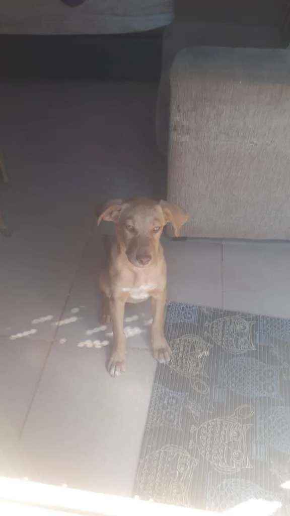 Cachorro ra a SRD idade 2 a 6 meses nome Mel