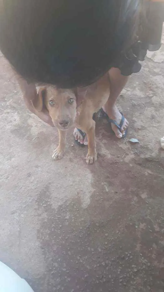 Cachorro ra a SRD idade 2 a 6 meses nome Mel