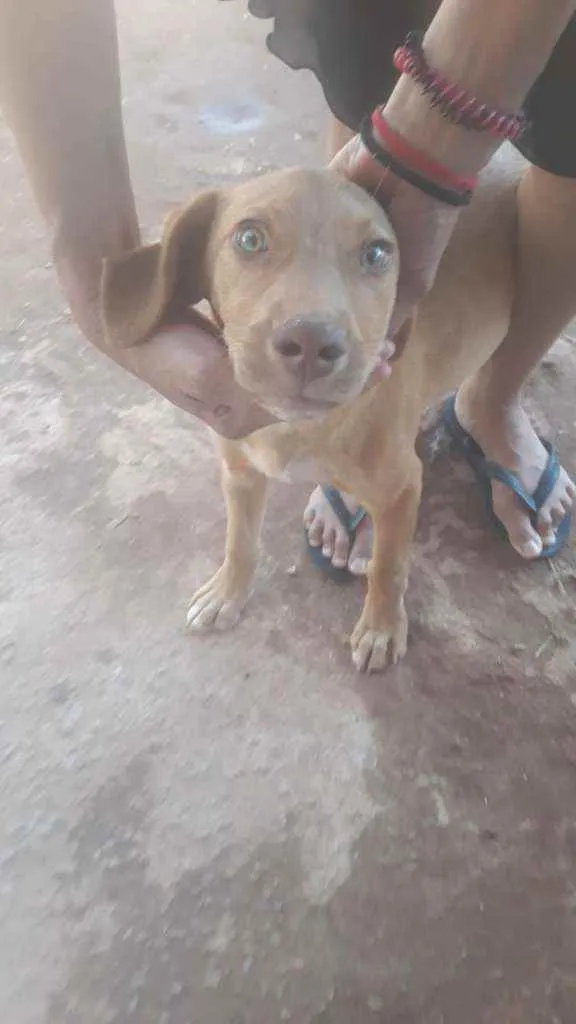 Cachorro ra a SRD idade 2 a 6 meses nome Mel