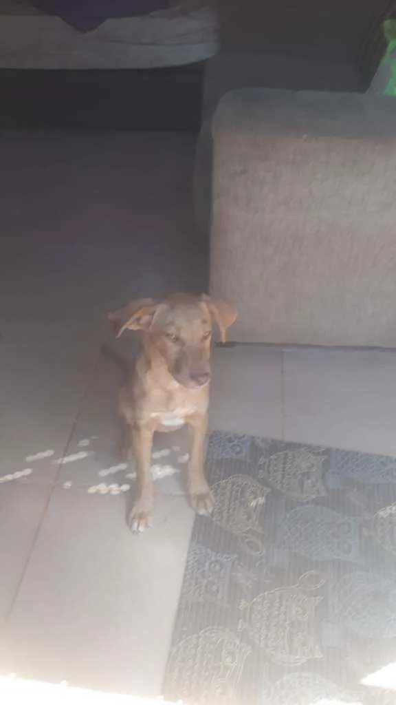Cachorro ra a SRD idade 2 a 6 meses nome Mel