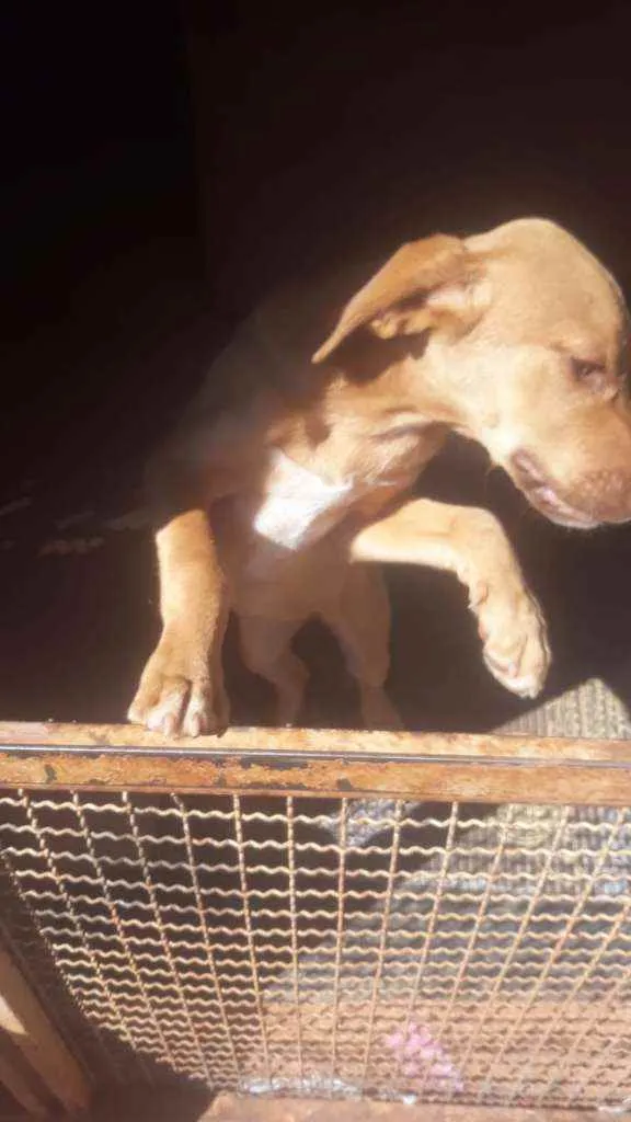 Cachorro ra a SRD idade 2 a 6 meses nome Mel