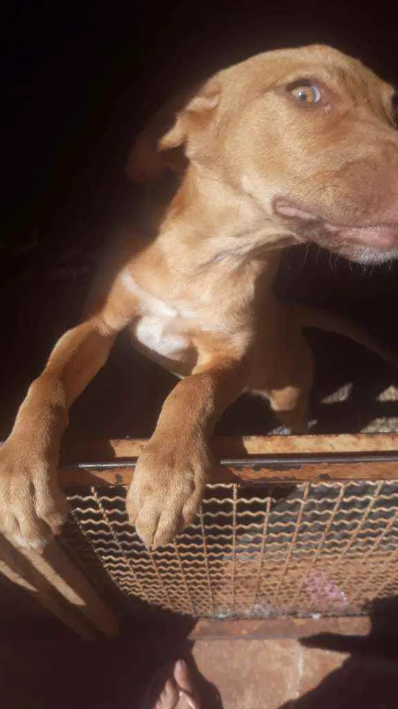 Cachorro ra a SRD idade 2 a 6 meses nome Mel